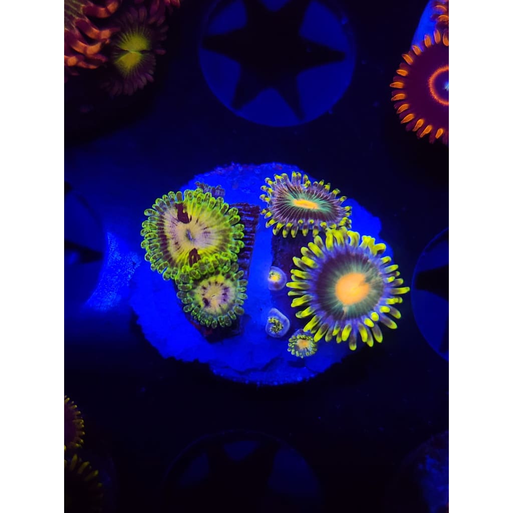 Emerald Maul Combo Zoanthid Frag WYSIWYG!