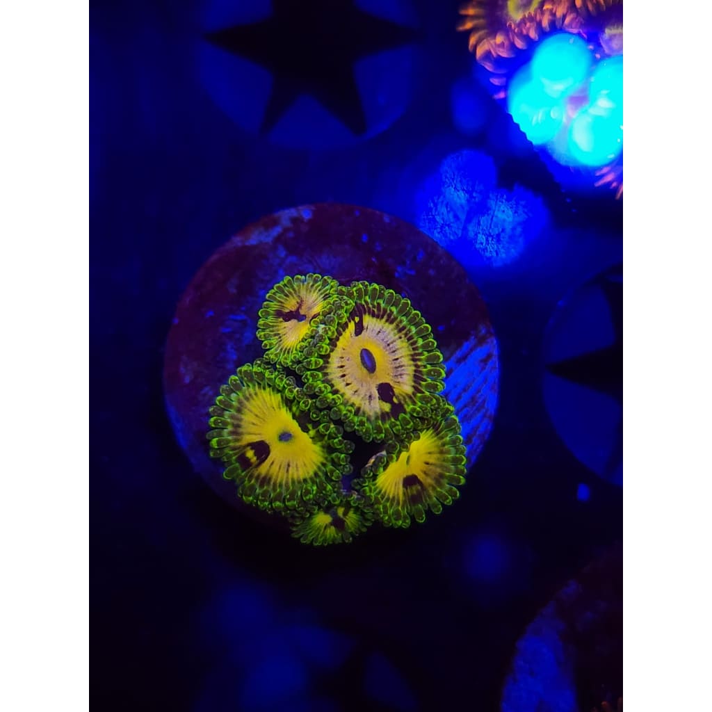 Emerald Mauls Zoanthid Frag WYSIWYG!