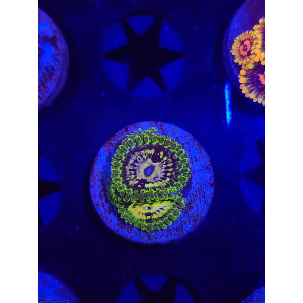 Emerald Mauls Zoanthid Frag WYSIWYG!