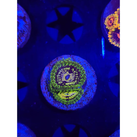 Emerald Mauls Zoanthid Frag WYSIWYG!