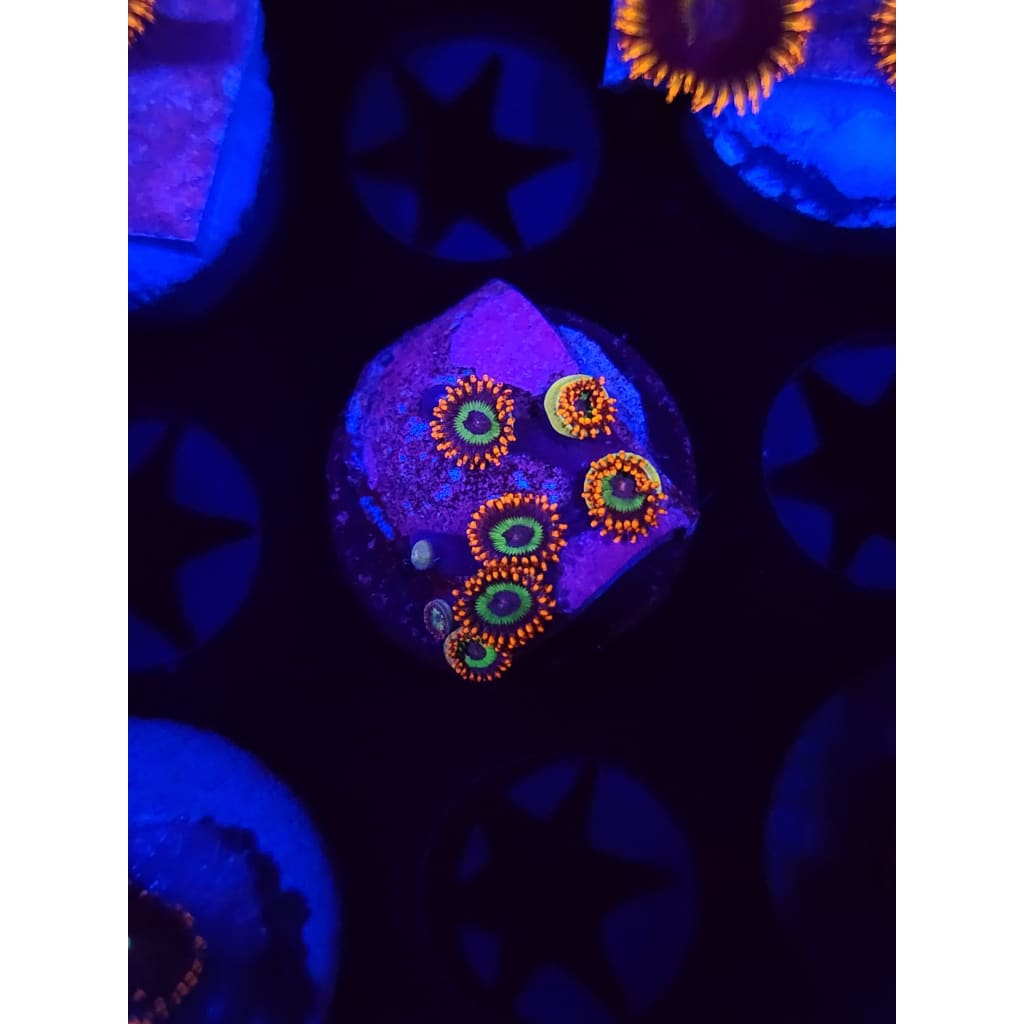 Emerald on Fire Zoanthid Frag WYSIWYG!