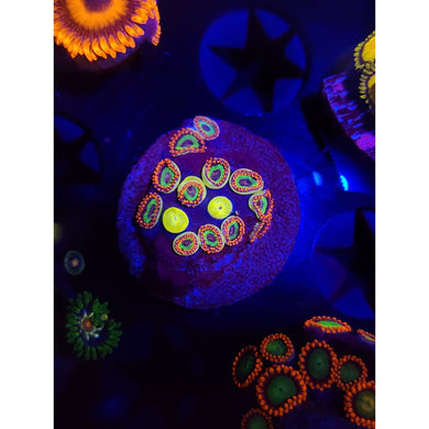 Emerald On Fire Zoanthid Frag WYSIWYG!