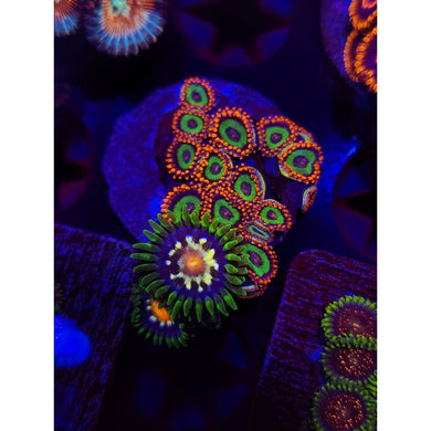 Emeralds on Fire Combo Zoanthid Frag WYSIWYG!