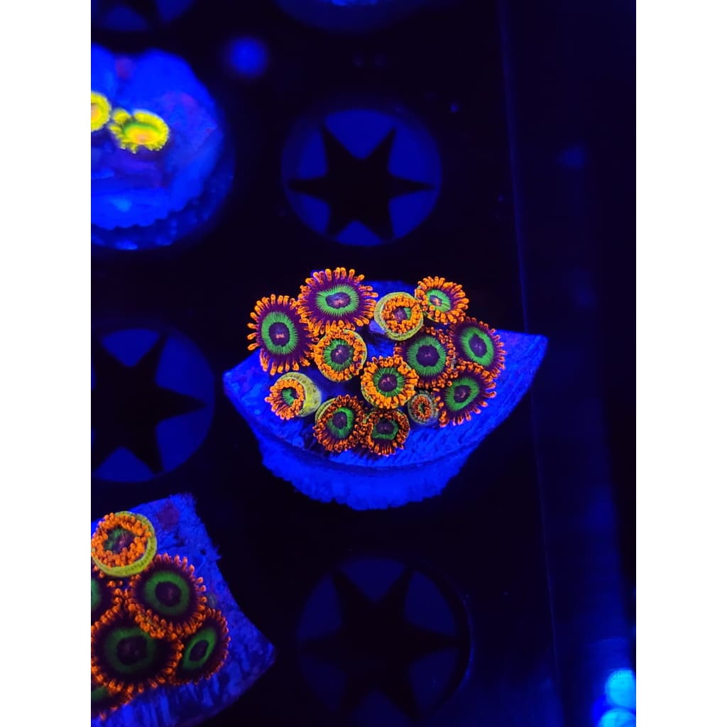 Emeralds on Fire Zoanthid Frag WYSIWYG!