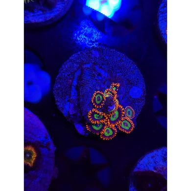 Emeralds on Fire Zoanthid Frag WYSIWYG!
