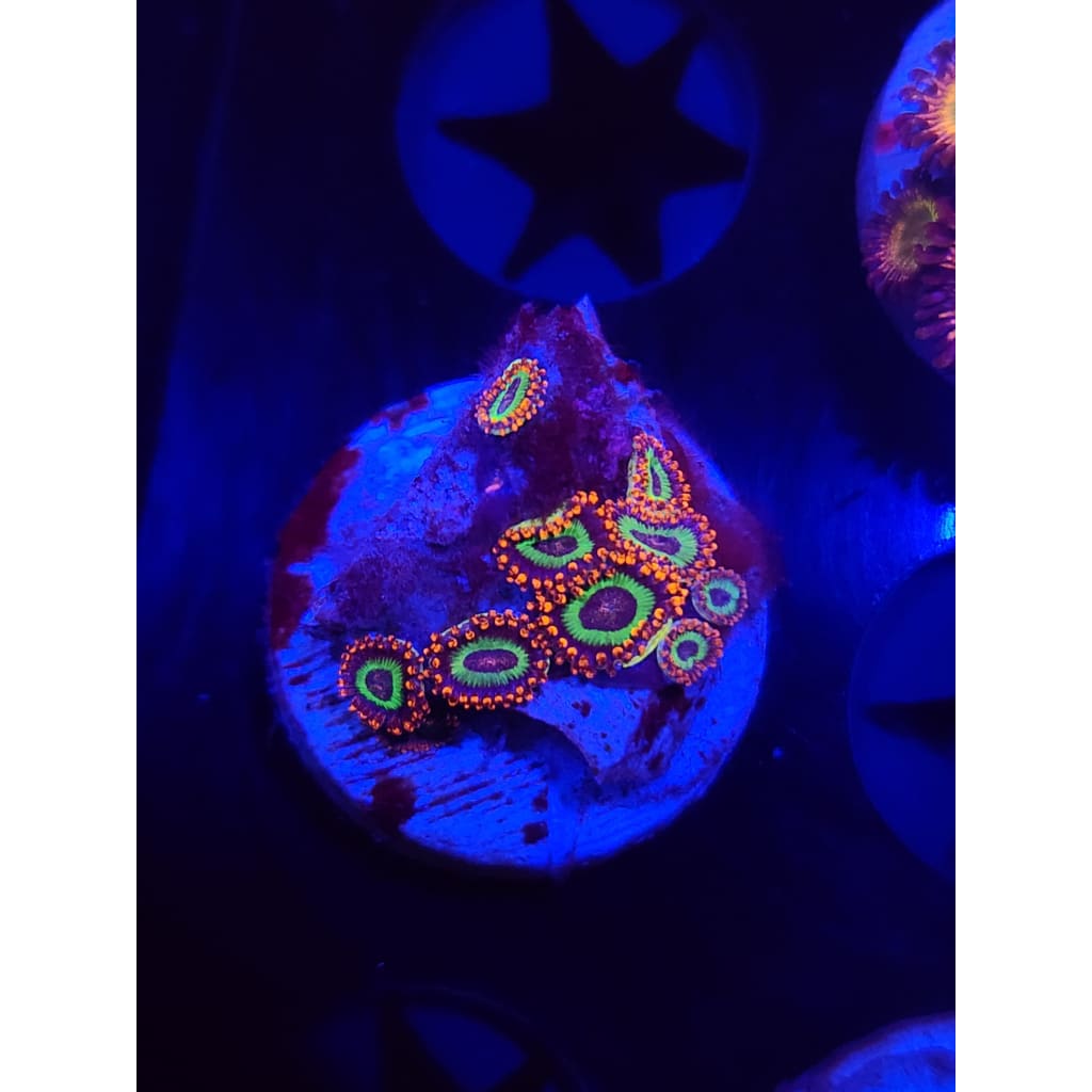 Emeralds on Fire Zoanthid Frag WYSIWYG!