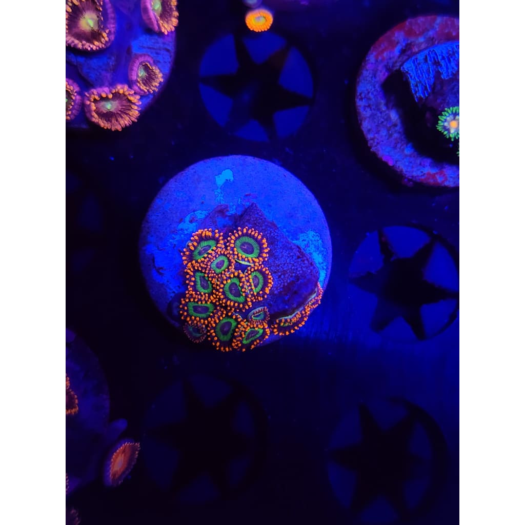 Emeralds on Fire Zoanthid Frag WYSIWYG!