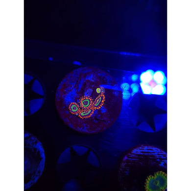 Emeralds on Fire Zoanthid Frag WYSIWYG!