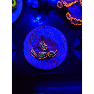 Emeralds on Fire Zoanthid Frag WYSIWYG!