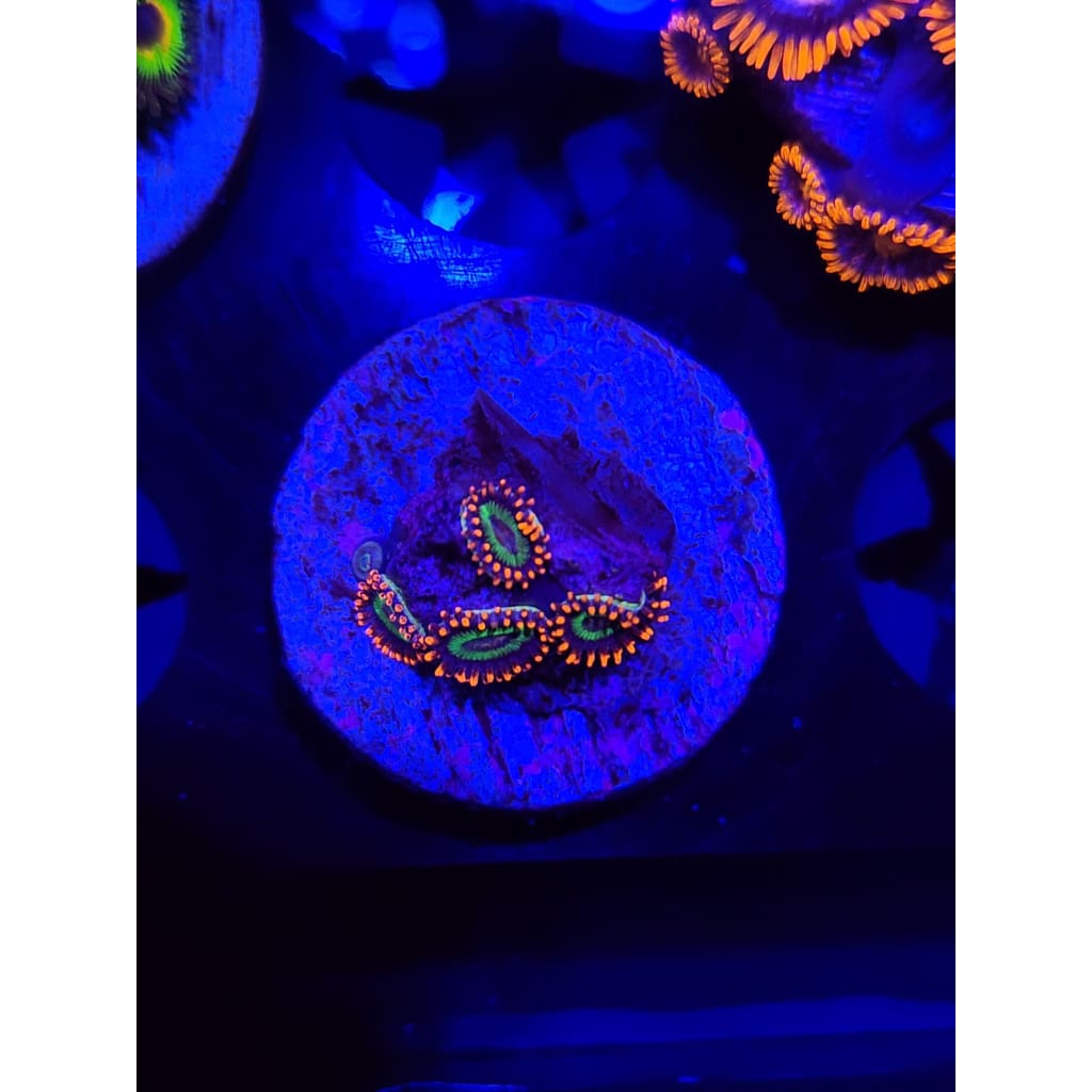 Emeralds on Fire Zoanthid Frag WYSIWYG!