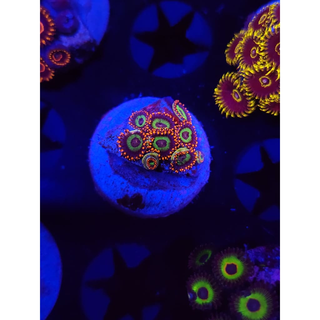 Emeralds on Fire Zoanthid Frag WYSIWYG!