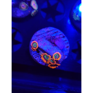 Emeralds on Fire Zoanthid Frag WYSIWYG!