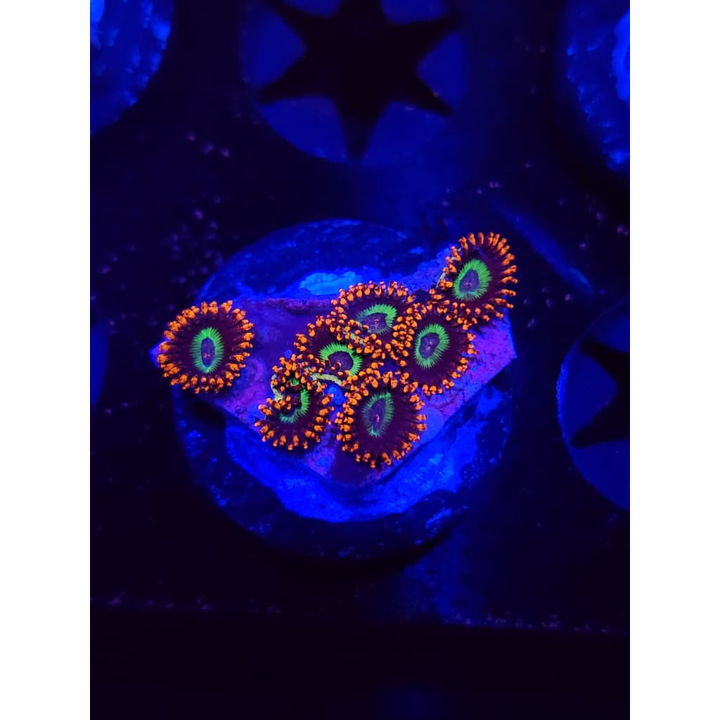 Emeralds on Fire Zoanthid Frag WYSIWYG!