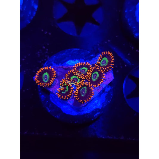 Emeralds on Fire Zoanthid Frag WYSIWYG!
