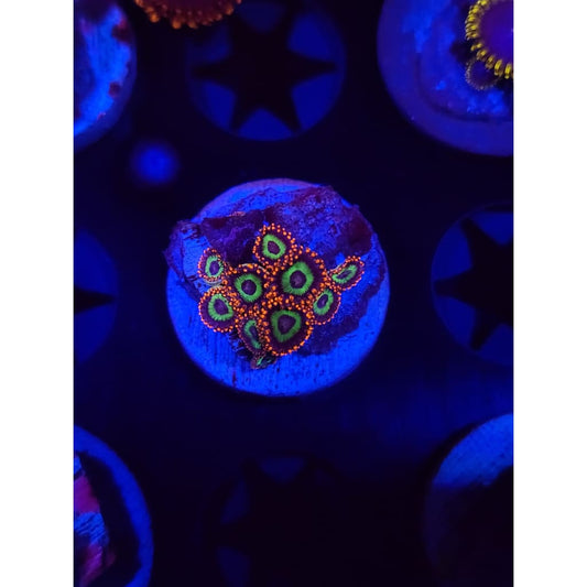 Emeralds on Fire Zoanthid Frag WYSIWYG!