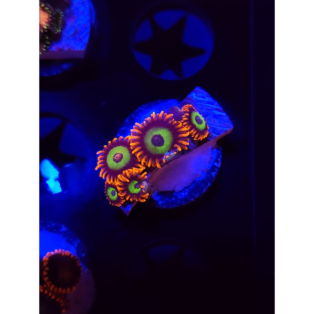 Emeralds on Fire Zoanthid Frag WYSIWYG!