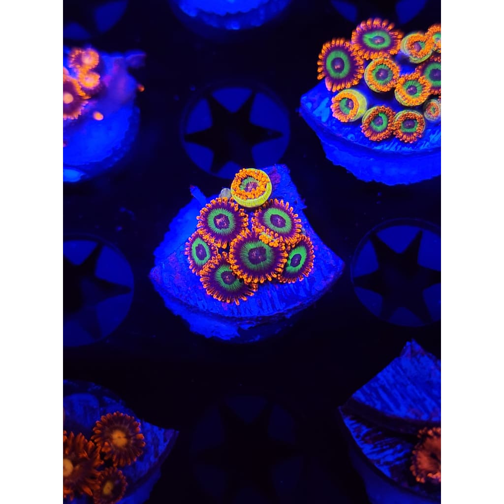 Emeralds on Fire Zoanthid Frag WYSIWYG!