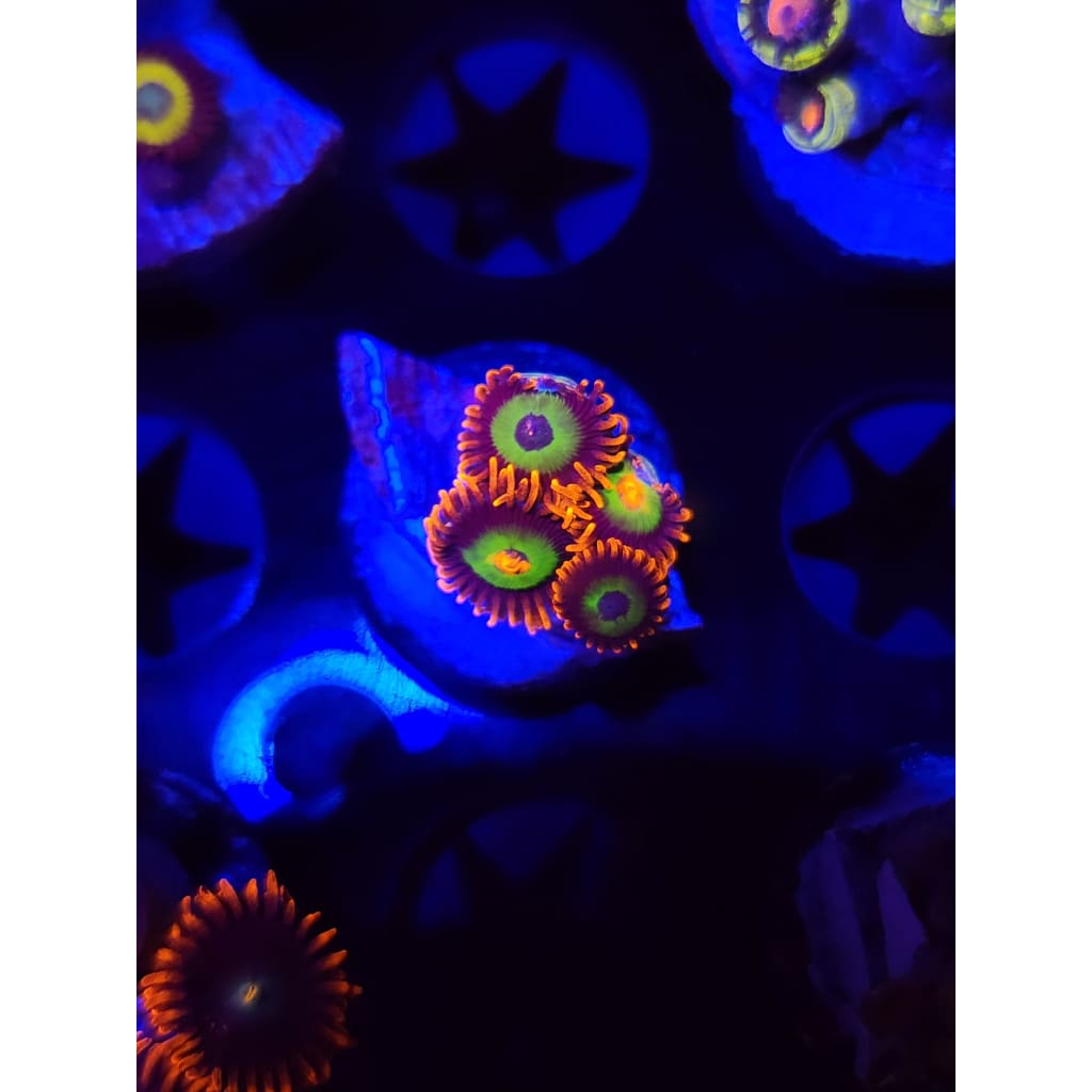 Emeralds on Fire Zoanthid Frag WYSIWYG!