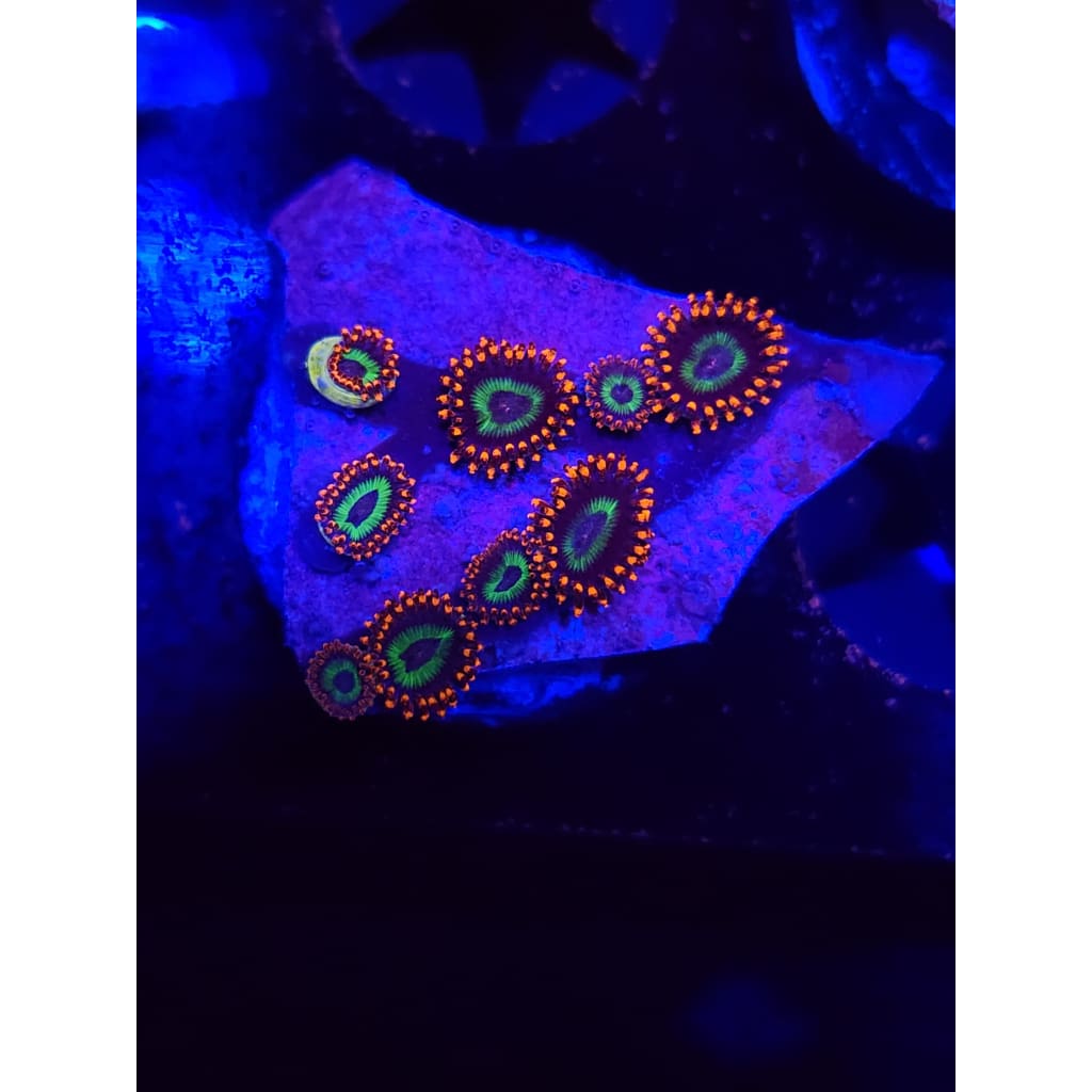 Emeralds on Fire Zoanthid Frag WYSIWYG!