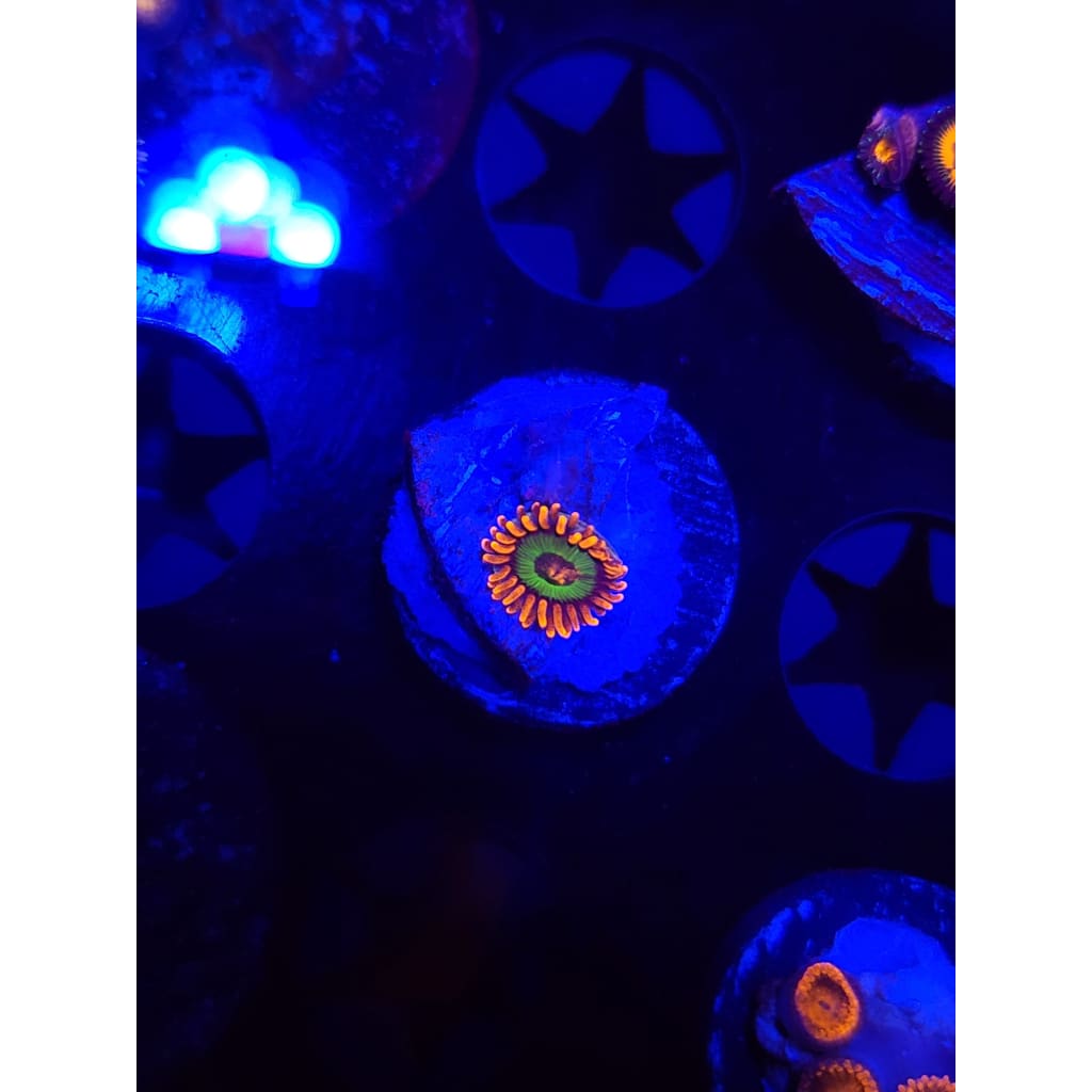 Emeralds on Fire Zoanthid Frag WYSIWYG!