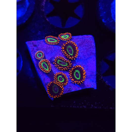 Emeralds on Fire Zoanthid Frag WYSIWYG!