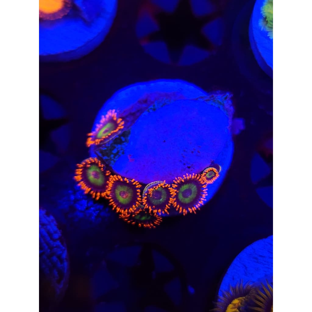 Emeralds on Fire Zoanthid Frag WYSIWYG!