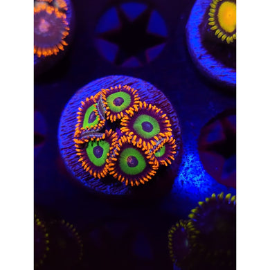 Emeralds on Fire Zoanthid Frag WYSIWYG!