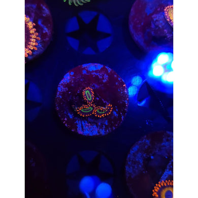 Emeralds on Fire Zoanthid Frag WYSIWYG!