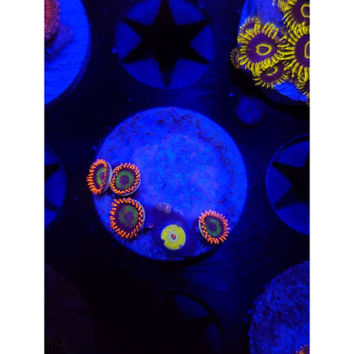 Emeralds on Fire Zoanthid Frag WYSIWYG!