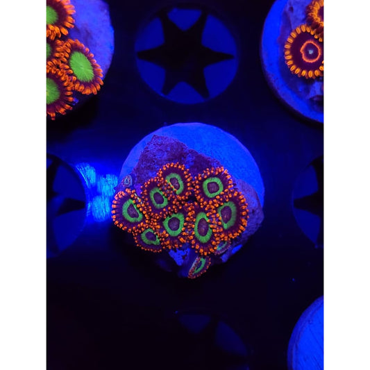 Emeralds on Fire Zoanthid Frag WYSIWYG!