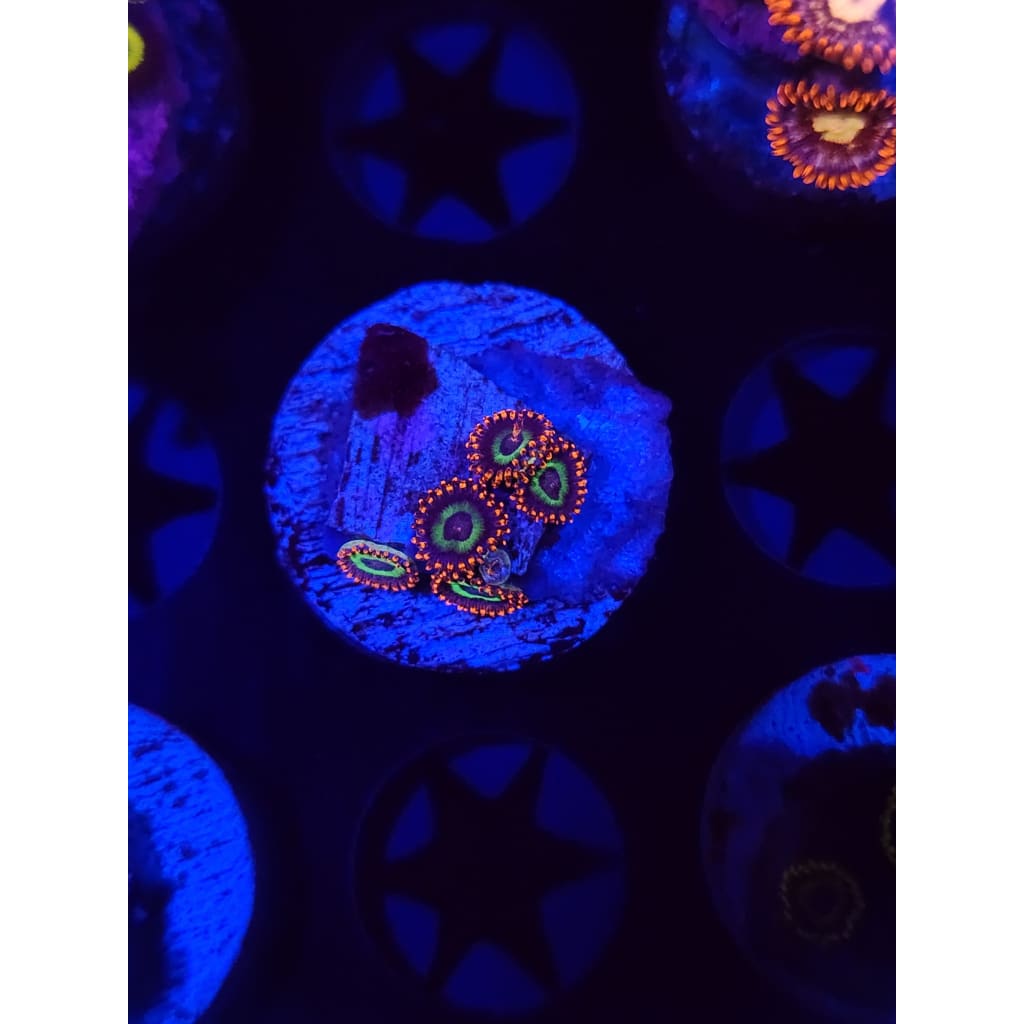 Emeralds on Fire Zoanthid Frag WYSIWYG!