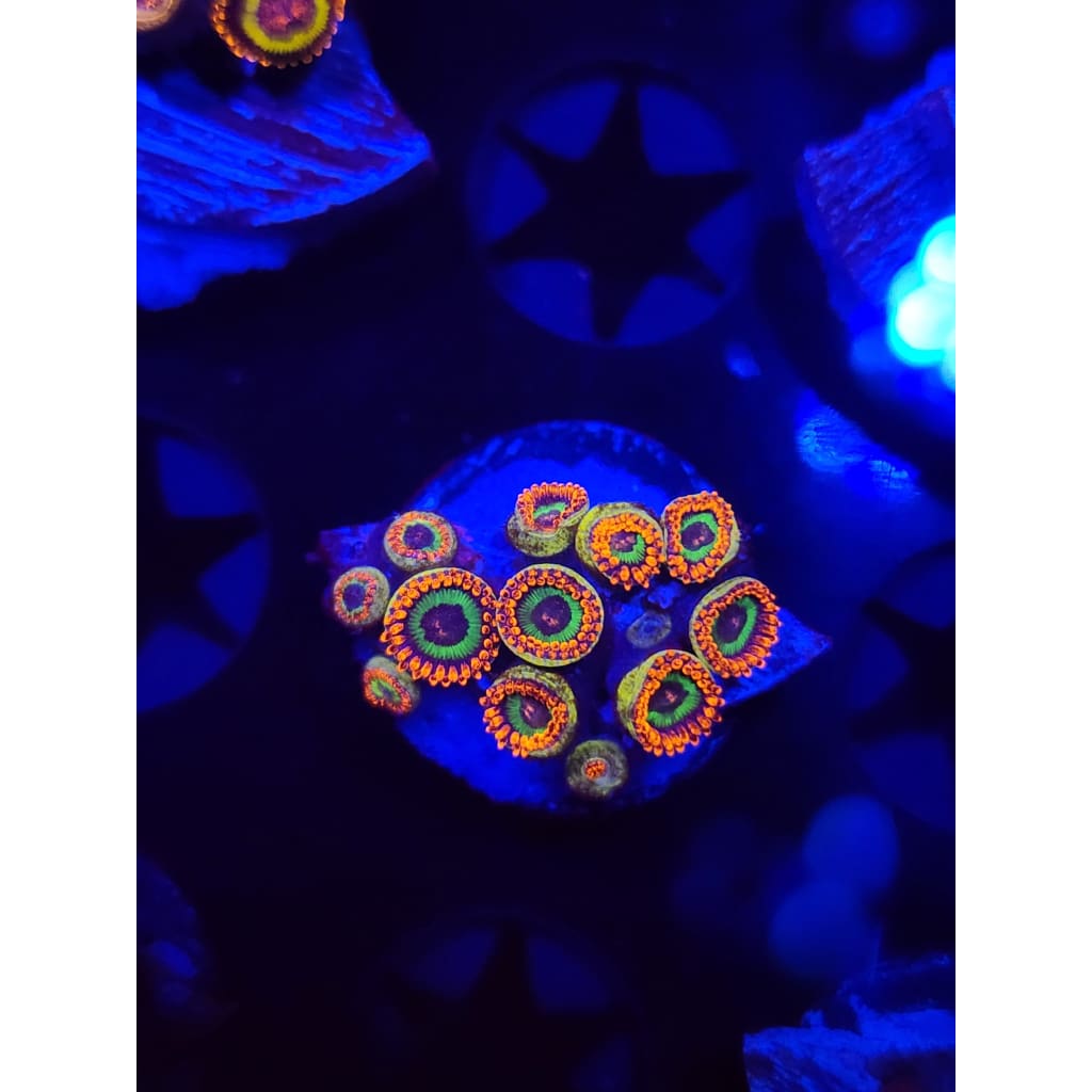 Emeralds on Fire Zoanthid Frag WYSIWYG!