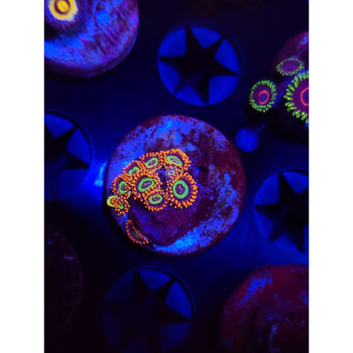 Emeralds on Fire Zoanthid Frag WYSIWYG!