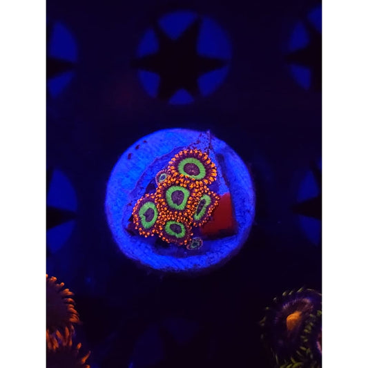 Emeralds on Fire Zoanthid Frag WYSIYWG!