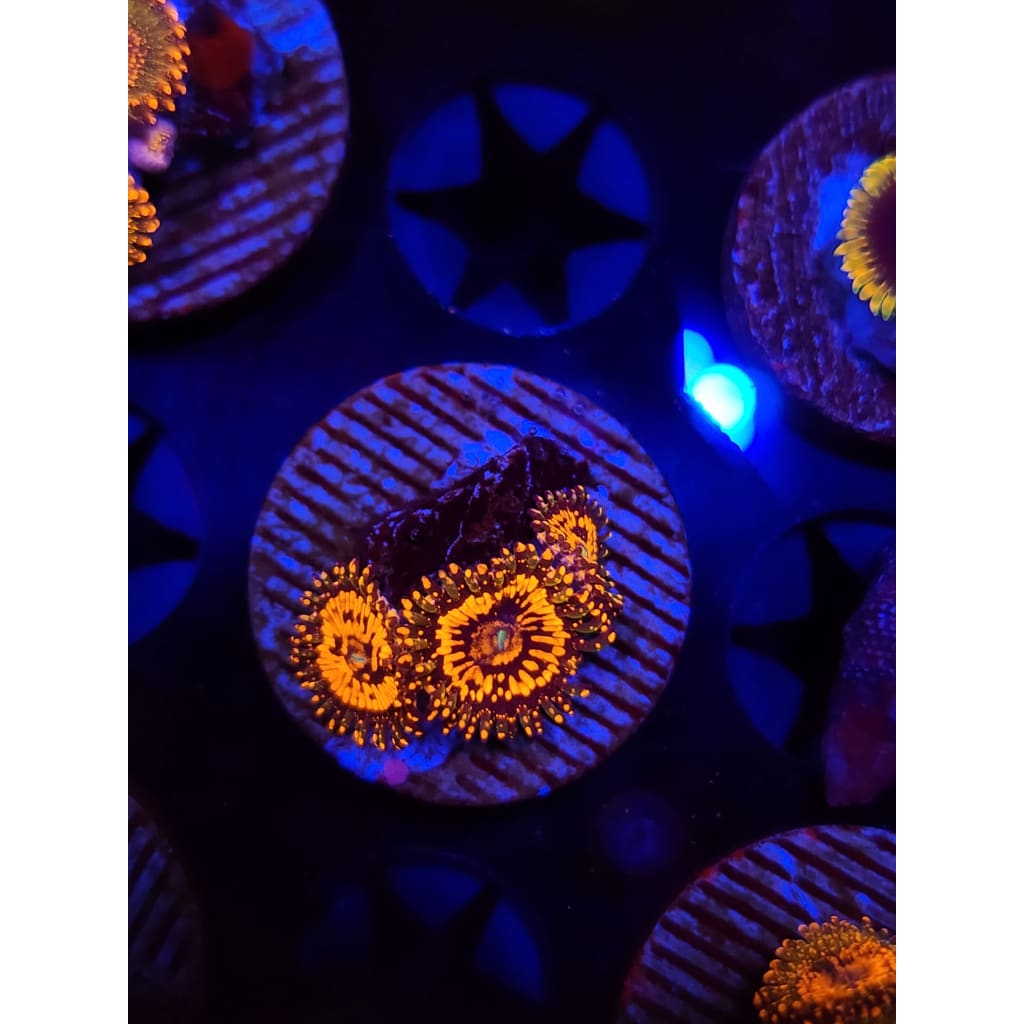 Emperor V2 Zoanthid Frag WYSIWYG!