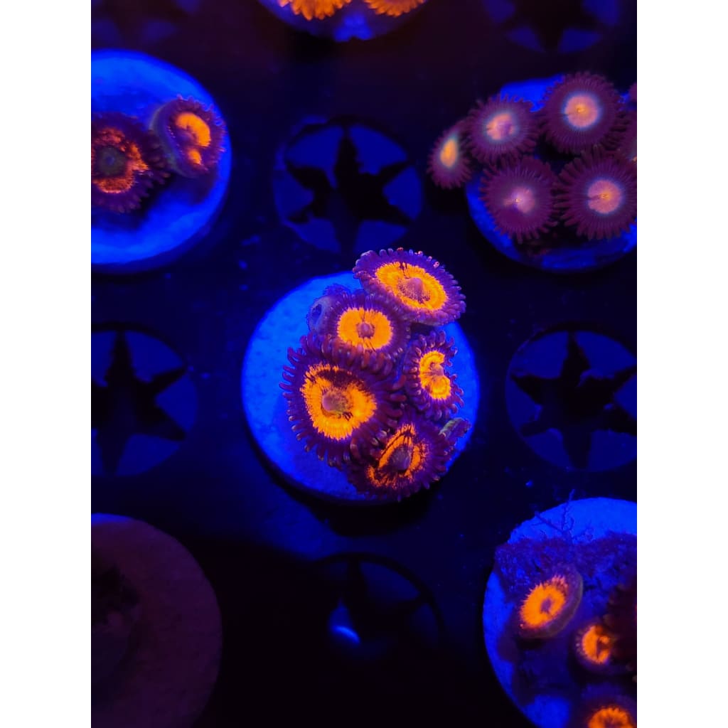 Everlasting Gobstopper Zoanthid Frag WYSIWYG!