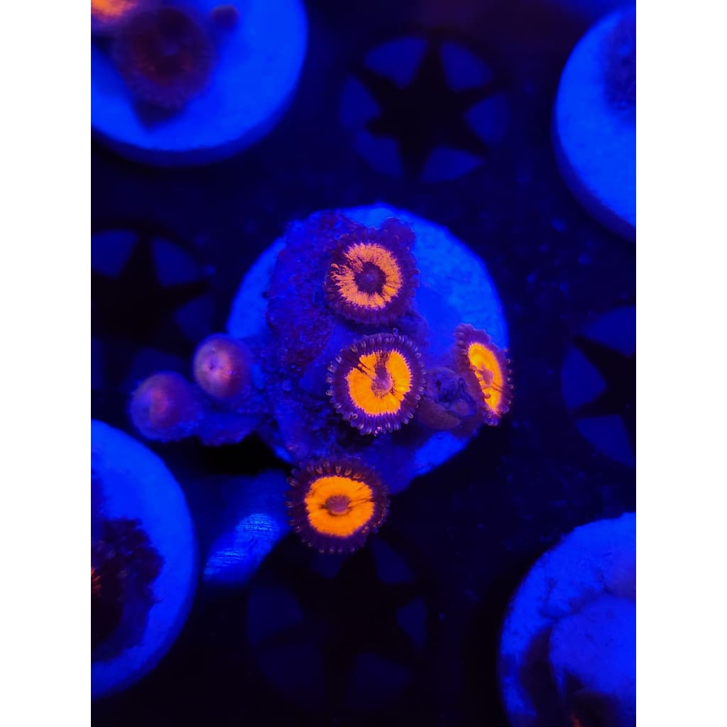 Everlasting Gobstopper Zoanthid Frag WYSIWYG!