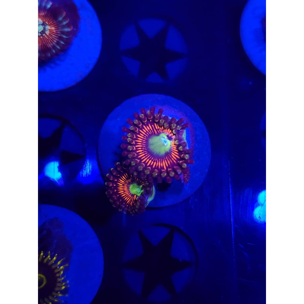 Everlasting Gobstopper Zoanthid Frag WYSIWYG!