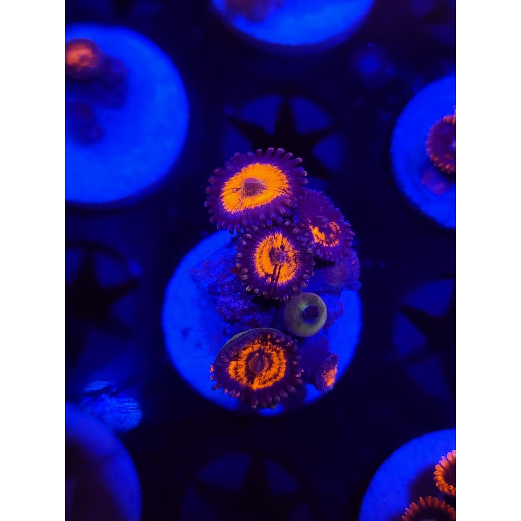 Everlasting Gobstopper Zoanthid Frag WYSIWYG!