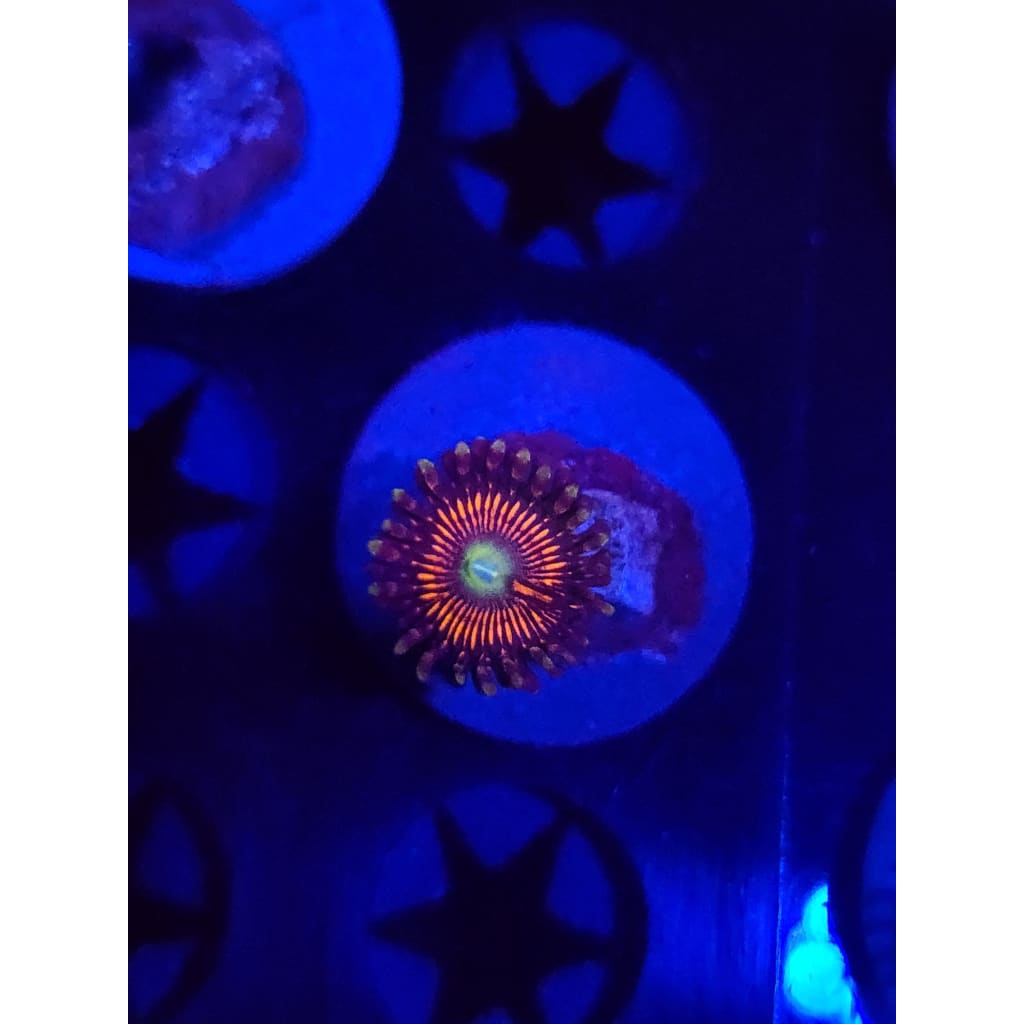 Everlasting Gobstopper Zoanthid Frag WYSIWYG!