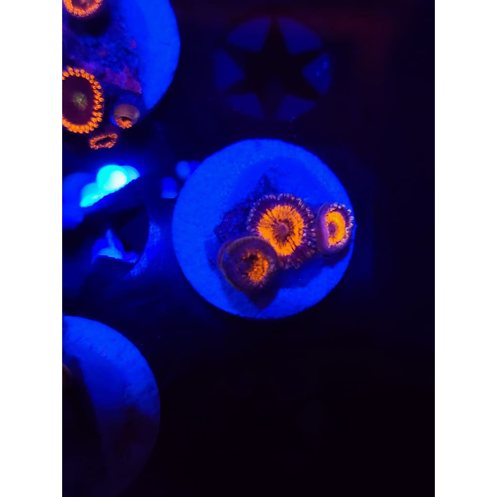 Everlasting Gobstoppers Zoanthid Frag WYSIWYG!