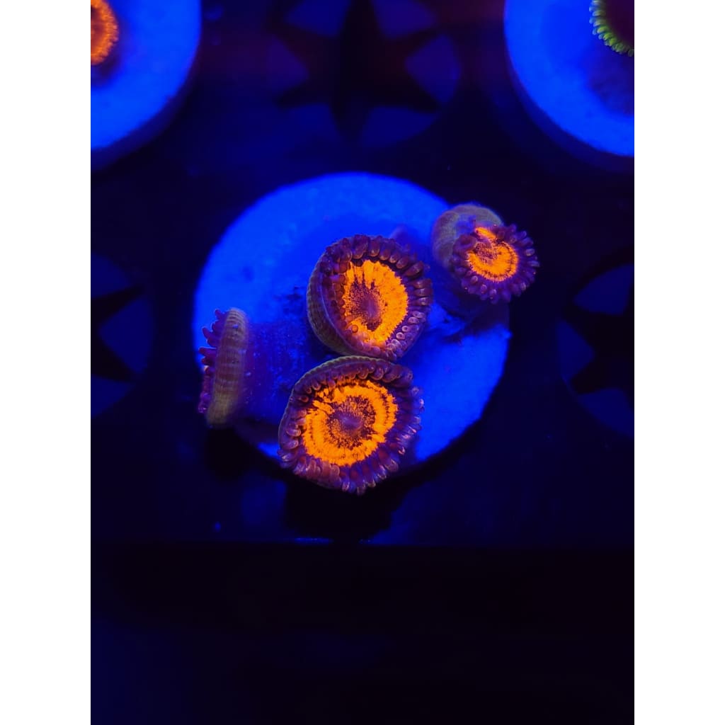Everlasting Gobstoppers Zoanthid Frag WYSIWYG!