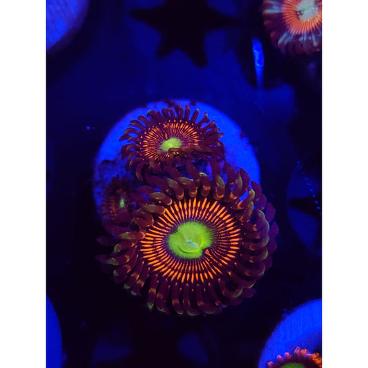 Everlasting Gobstoppers Zoanthid Frag WYSIWYG!