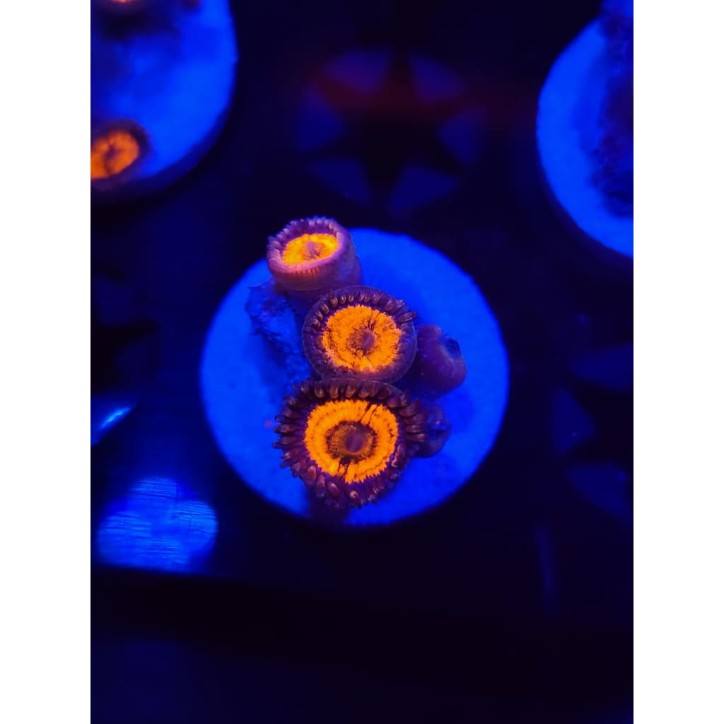 Everlasting Gobstoppers Zoanthid Frag WYSIWYG!