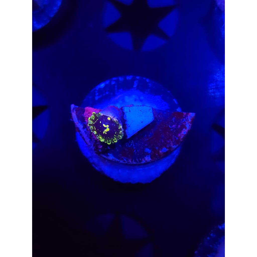 Exosphere Zoanthid Frag WYSIWYG!
