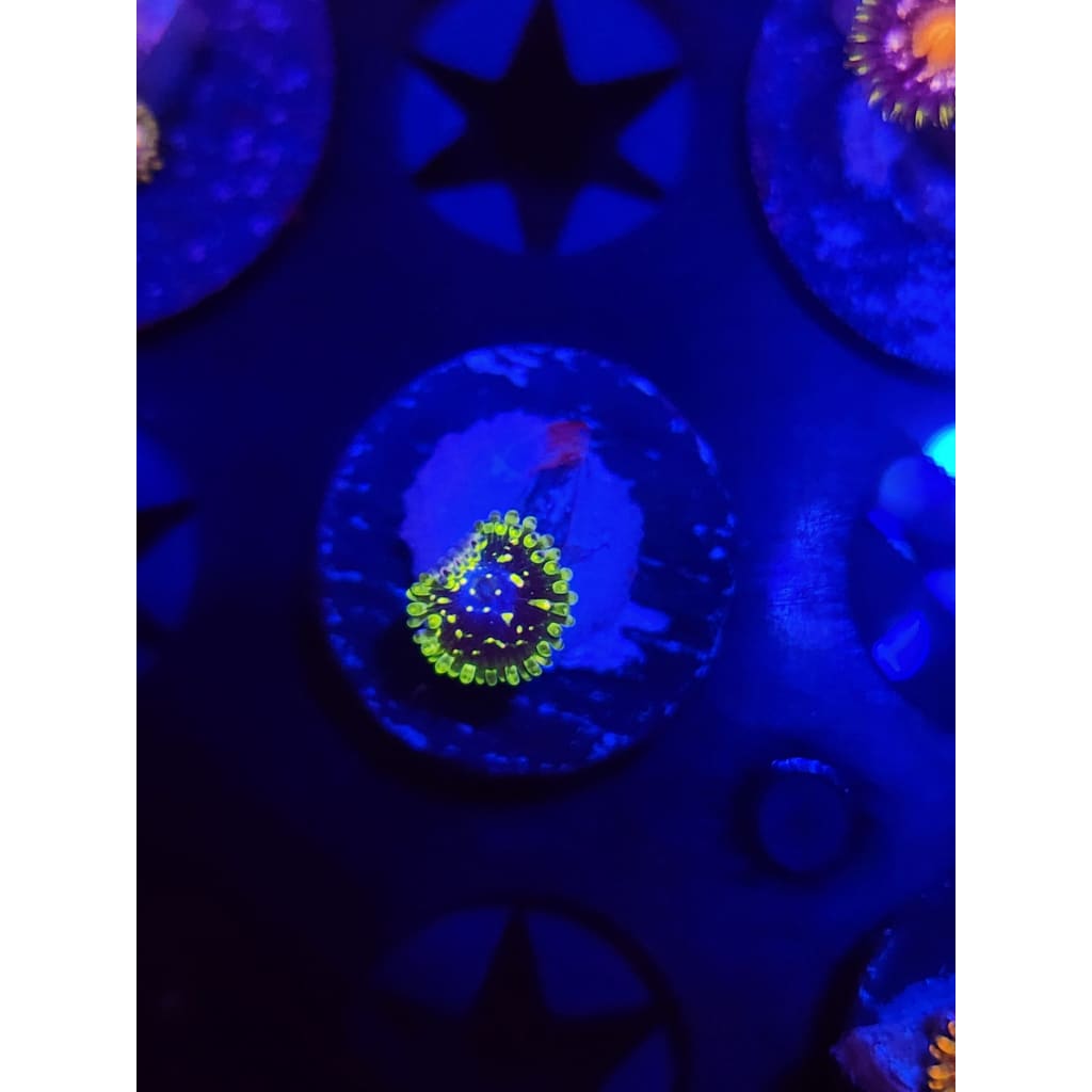 Exosphere Zoanthid Frag WYSIWYG!