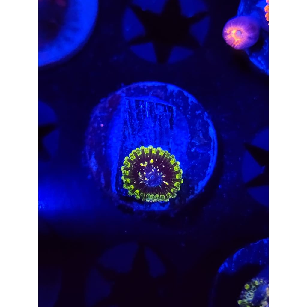 Exosphere Zoanthid Frag WYSIWYG!