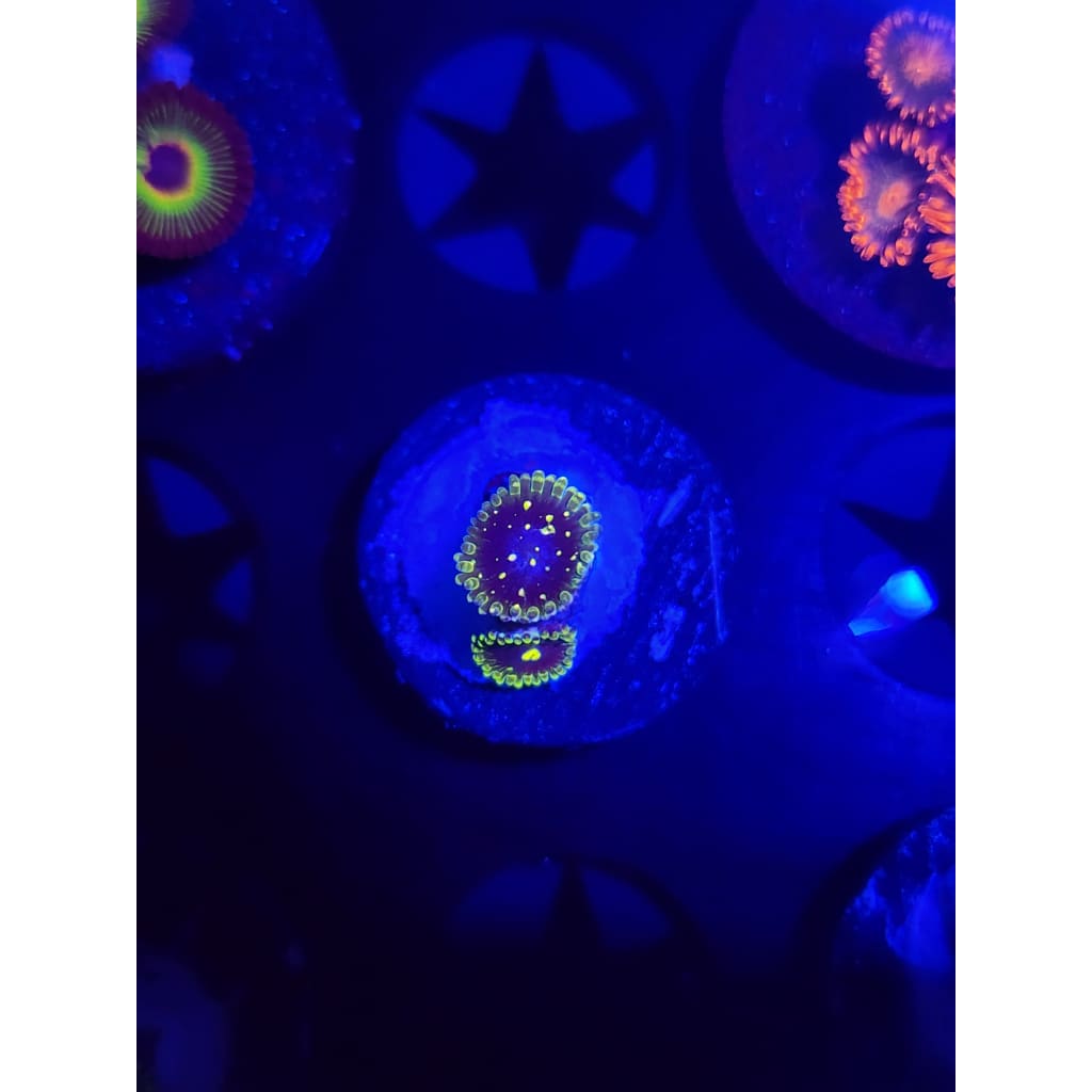 Exosphere Zoanthid Frag WYSIWYG!