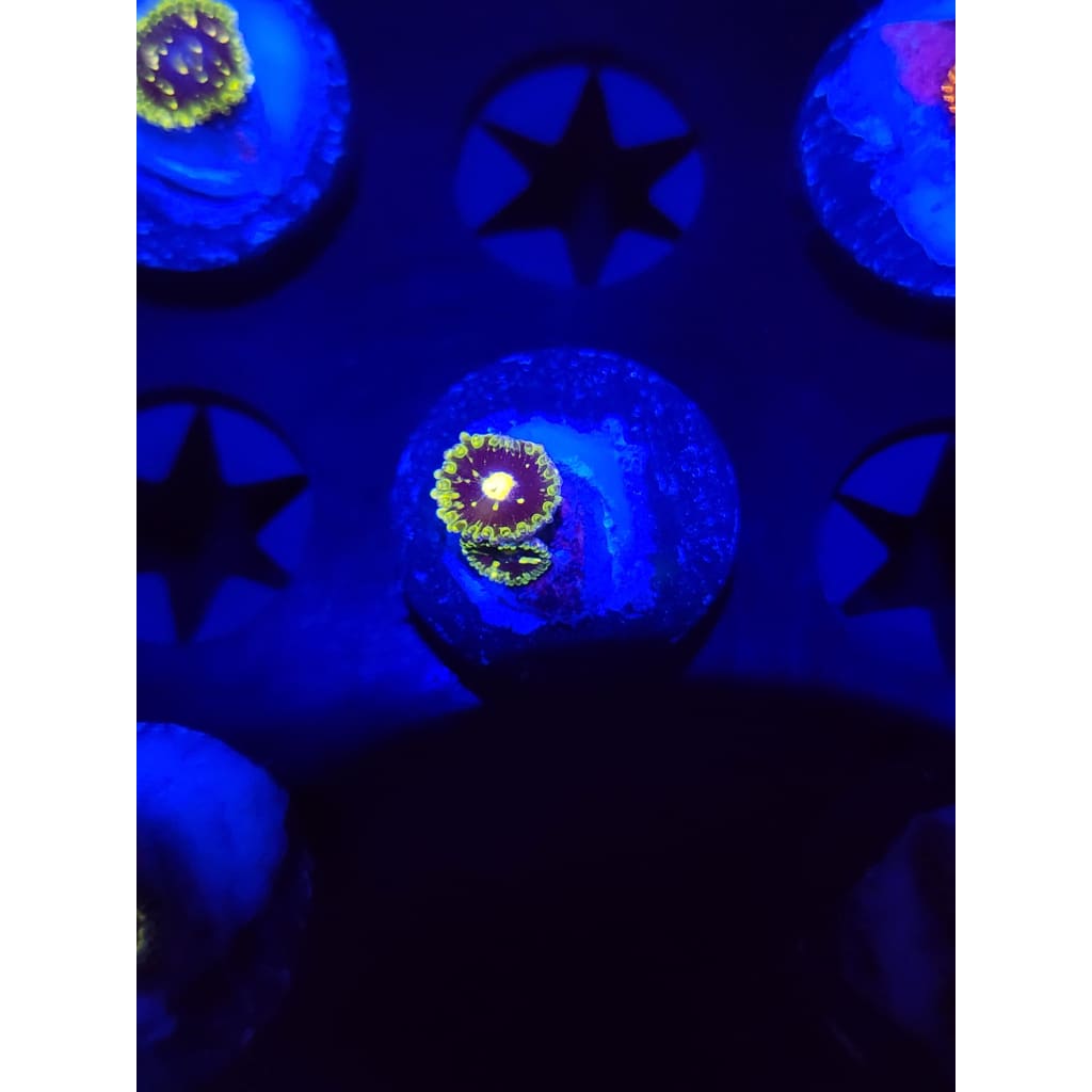 Exosphere Zoanthid Frag WYSIWYG!