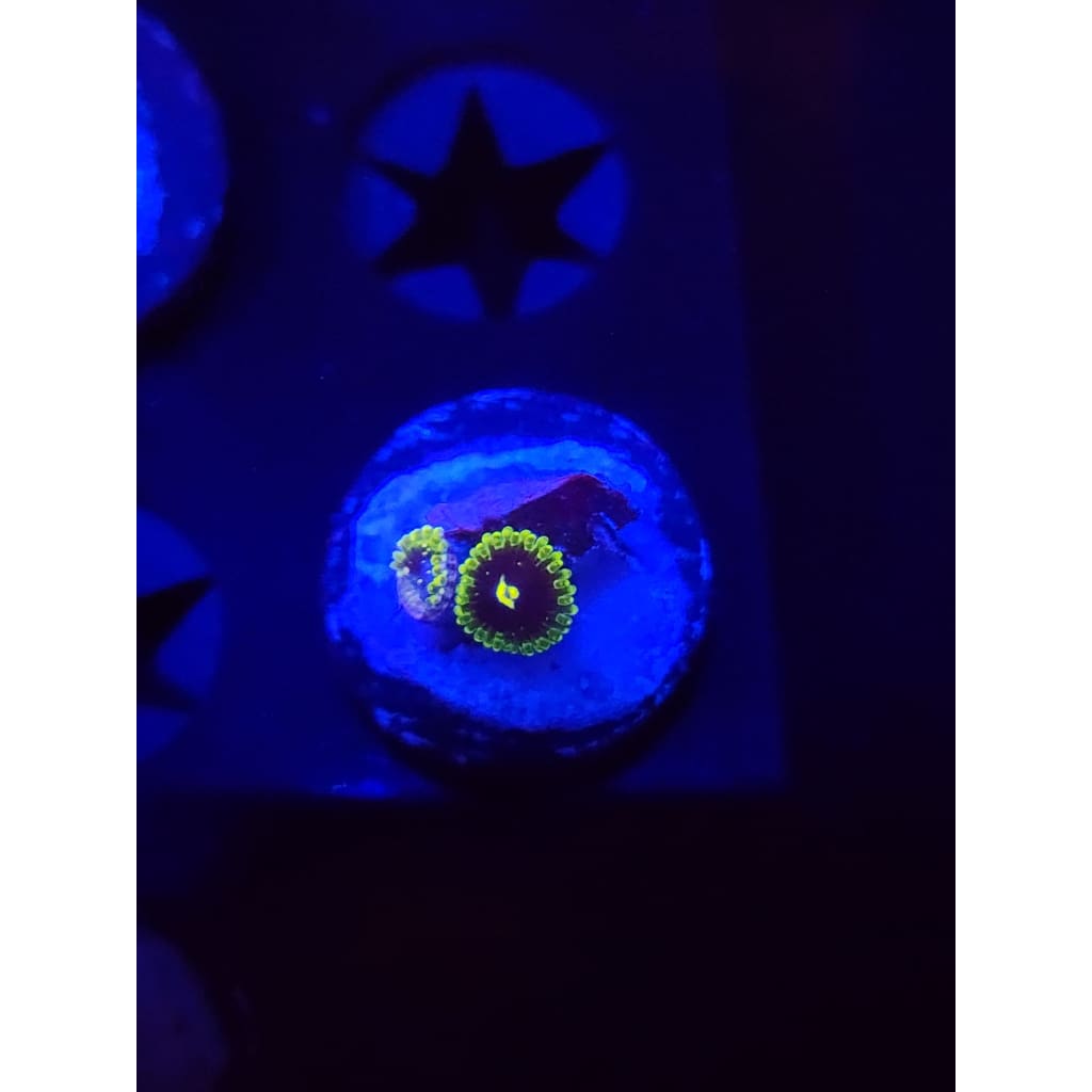 Exosphere Zoanthid Frag WYSIWYG!